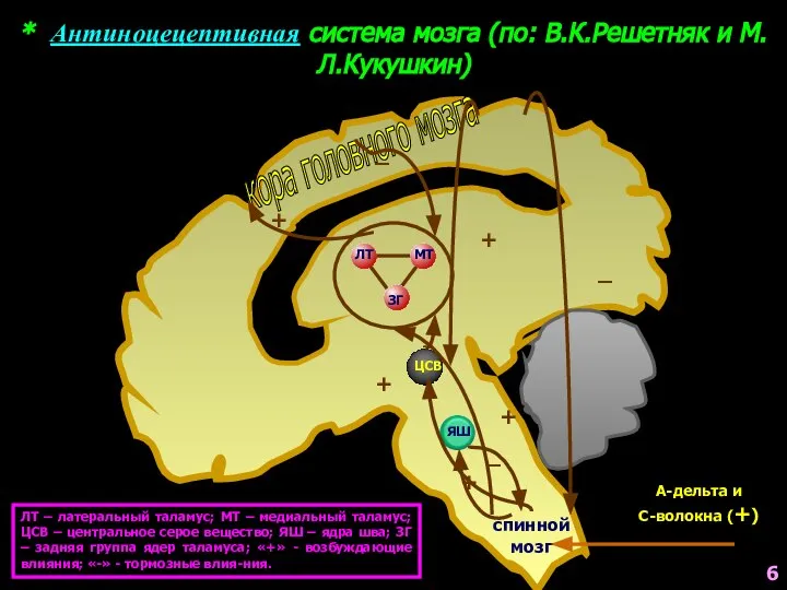 * Антиноцецептивная система мозга (по: В.К.Решетняк и М.Л.Кукушкин) кора головного мозга