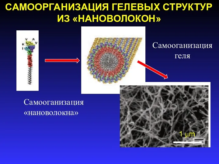 САМООРГАНИЗАЦИЯ ГЕЛЕВЫХ СТРУКТУР ИЗ «НАНОВОЛОКОН» Самооганизация «нановолокна» Самооганизация геля