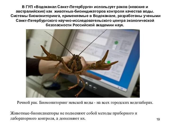 В ГУП «Водоканал Санкт-Петербурга» использует раков (невские и австралийские) как животных-биоиндикаторов