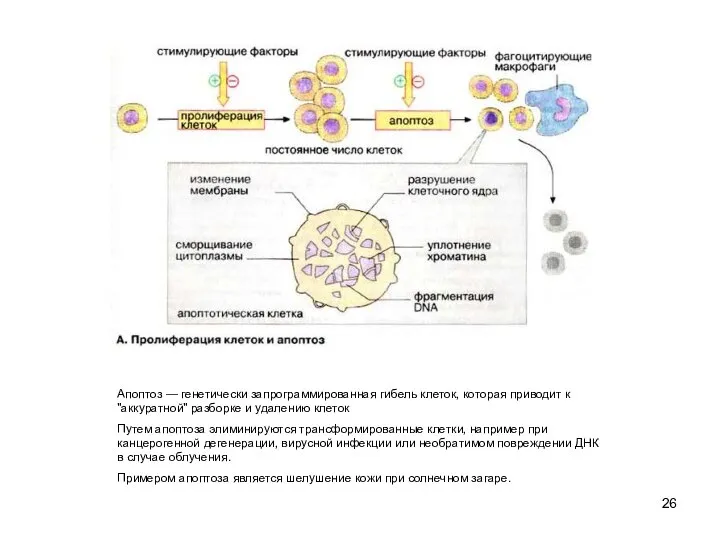 Апоптоз — генетически запрограммированная гибель клеток, которая приводит к "аккуратной" разборке