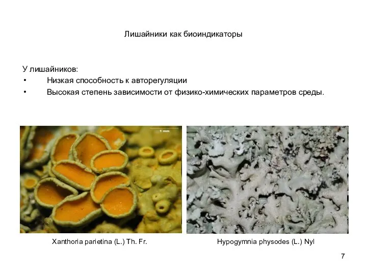 Лишайники как биоиндикаторы У лишайников: Низкая способность к авторегуляции Высокая степень