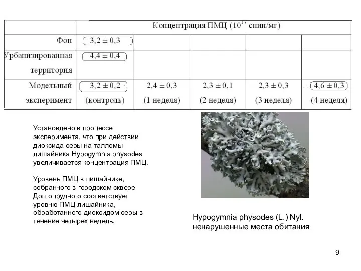 Установлено в процессе эксперимента, что при действии диоксида серы на талломы