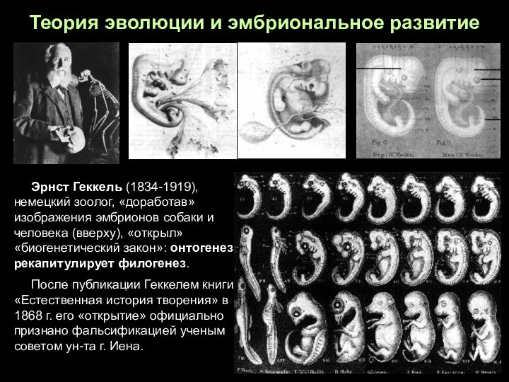 Теория эволюции и эмбриональное развитие Эрнст Геккель (1834-1919), немецкий зоолог, «доработав»