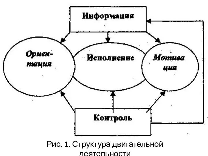 Рис. 1. Структура двигательной деятельности