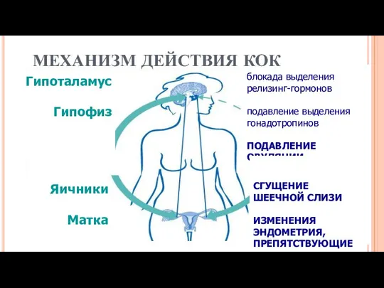 МЕХАНИЗМ ДЕЙСТВИЯ КОК блокада выделения релизинг-гормонов подавление выделения гонадотропинов ПОДАВЛЕНИЕ ОВУЛЯЦИИ