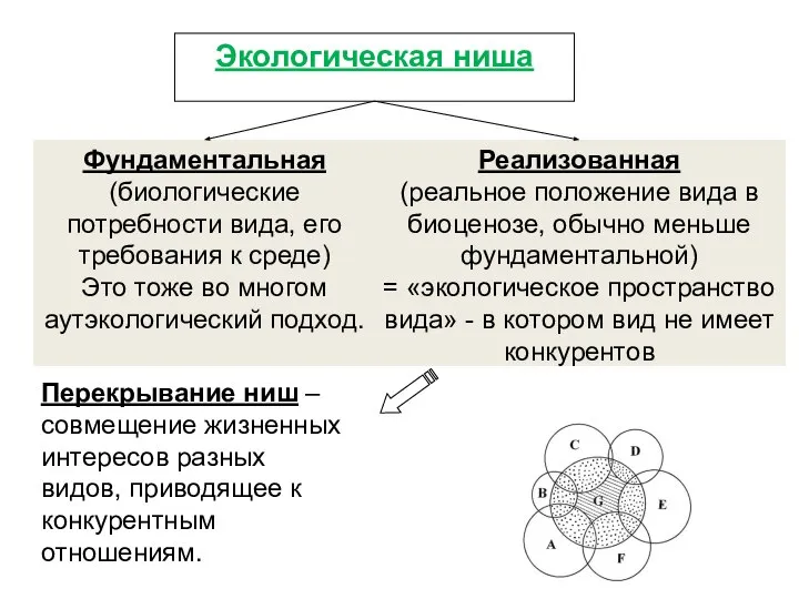 Фундаментальная (биологические потребности вида, его требования к среде) Это тоже во