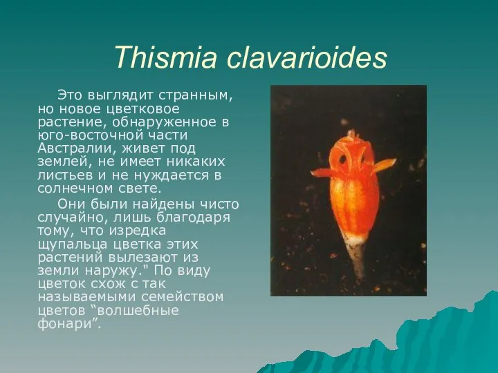 Thismia clavarioides Это выглядит странным, но новое цветковое растение, обнаруженное в