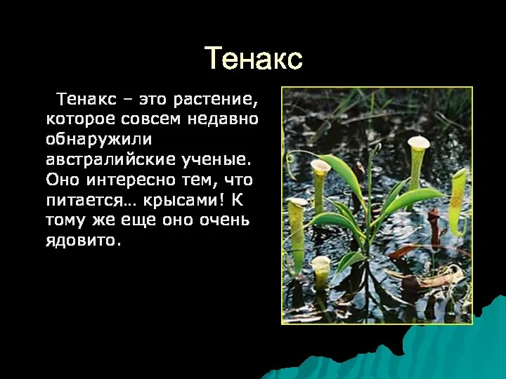 Тенакс Тенакс – это растение, которое совсем недавно обнаружили австралийские ученые.