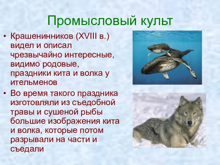 Промысловый культ Крашенинников (XVIII в.) видел и описал чрезвычайно интересные, видимо