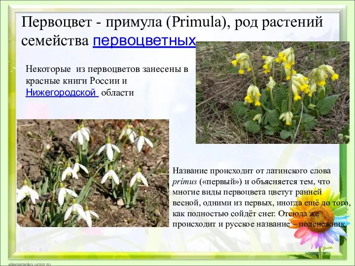 Первоцвет - примула (Primula), род растений семейства первоцветных Название происходит от