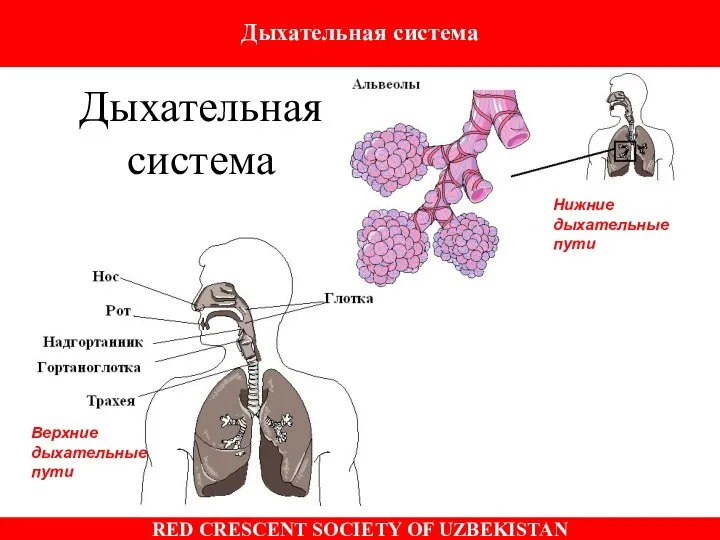 Дыхательная система Верхние дыхательные пути Нижние дыхательные пути Дыхательная система