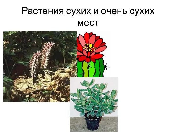 Растения сухих и очень сухих мест