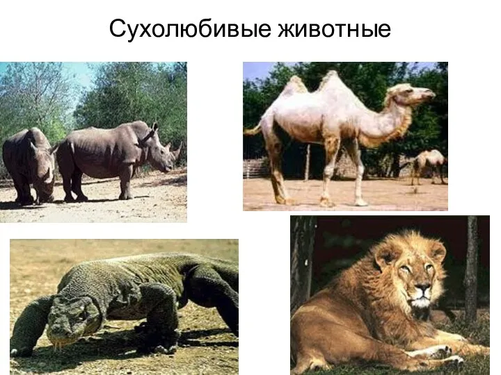 Сухолюбивые животные