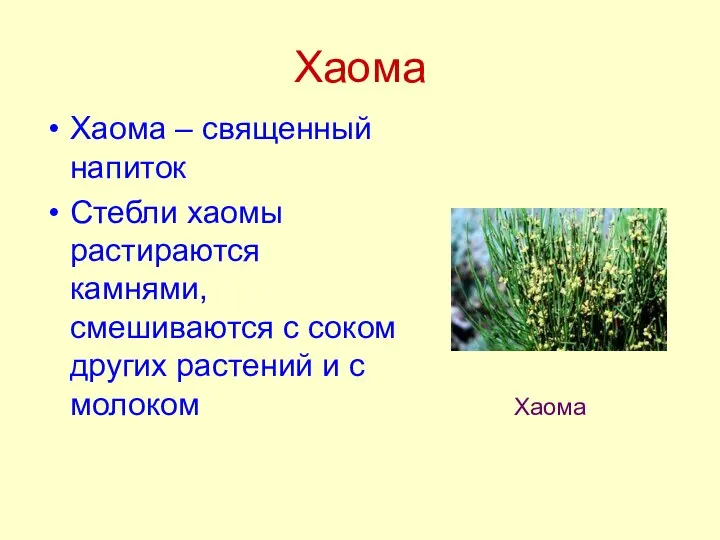 Хаома Хаома – священный напиток Стебли хаомы растираются камнями, смешиваются с