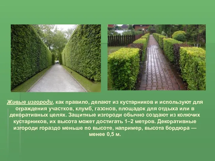 Живые изгороди, как правило, делают из кустарников и используют для ограждения