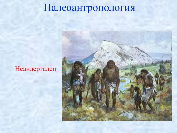 Палеоантропология Неандерталец
