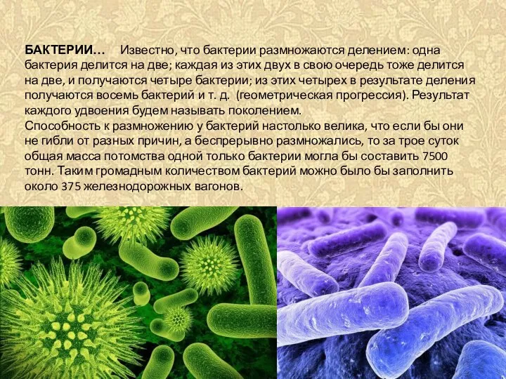 БАКТЕРИИ… Известно, что бактерии размножаются делением: одна бактерия делится на две;