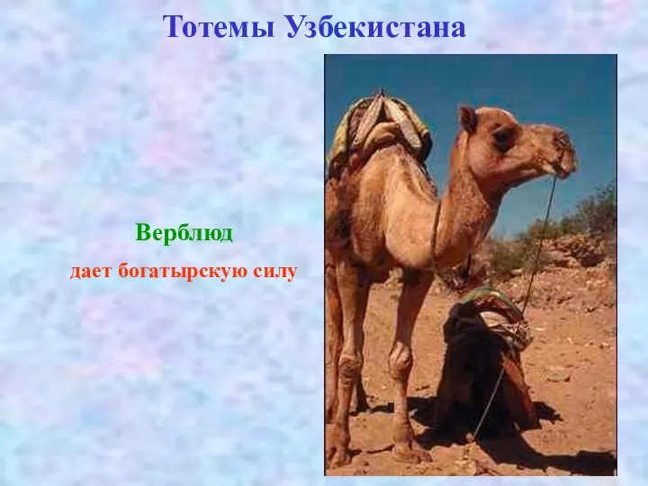 Тотемы Узбекистана Верблюд дает богатырскую силу