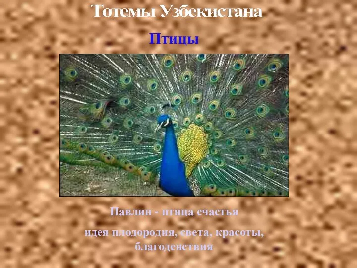 Птицы Павлин - птица счастья идея плодородия, света, красоты, благоденствия