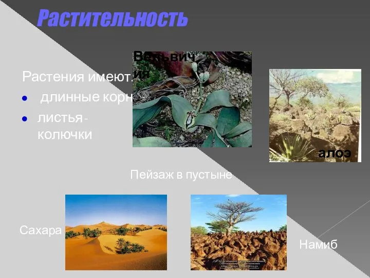 Растительность Растения имеют: длинные корни листья-колючки Вельвичия Пейзаж в пустыне Сахара Намиб алоэ