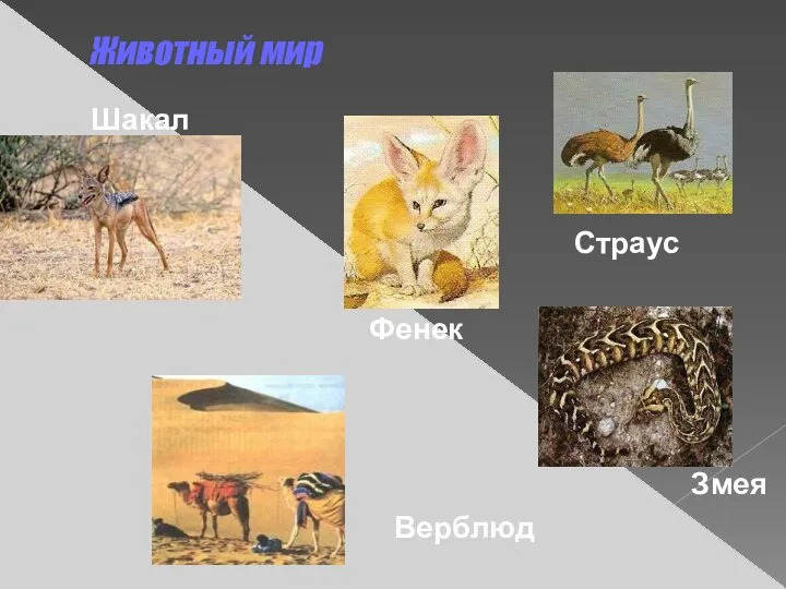 Животный мир Шакал Змея Верблюд Фенек Страус