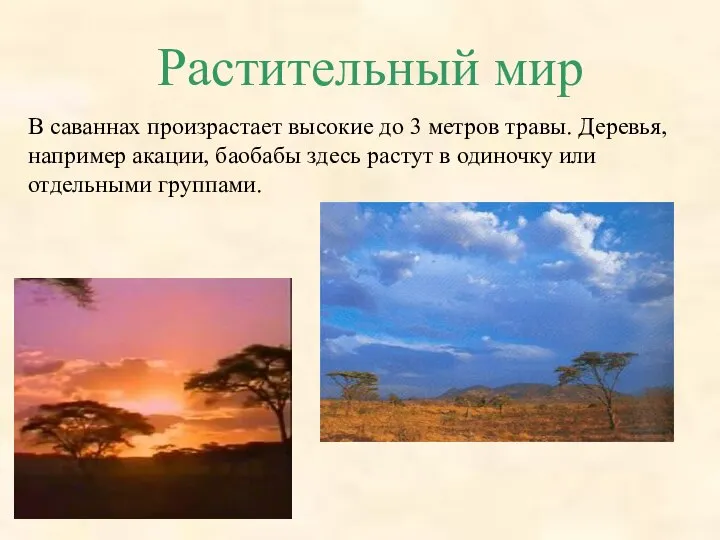 Растительный мир В саваннах произрастает высокие до 3 метров травы. Деревья,