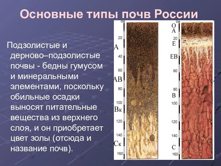 Основные типы почв России Подзолистые и дерново–подзолистые почвы - бедны гумусом