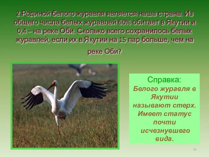 2.Родиной белого журавля является наша страна. Из общего числа белых журавлей