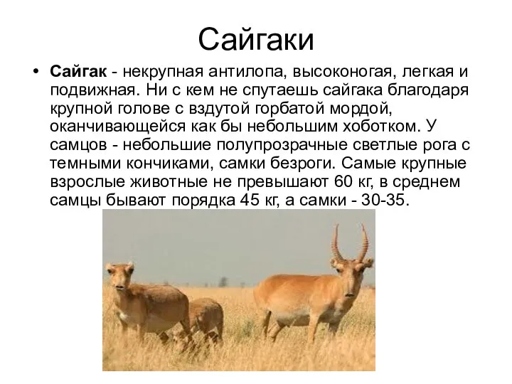 Сайгаки Cайгак - некрупная антилопа, высоконогая, легкая и подвижная. Ни с