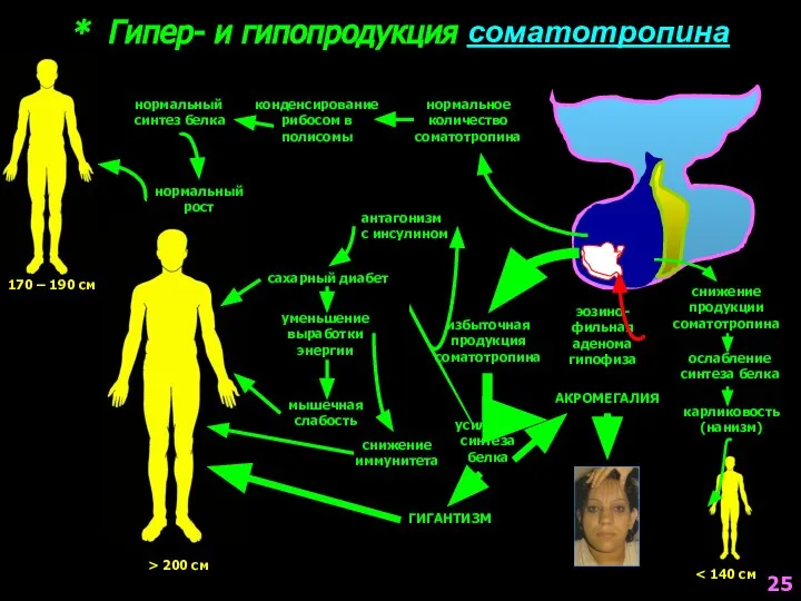 * Гипер- и гипопродукция соматотропина нормальное количество соматотропина конденсирование рибосом в