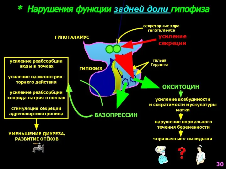 * Нарушения функции задней доли гипофиза секреторные ядра гипоталамуса тельца Герринга