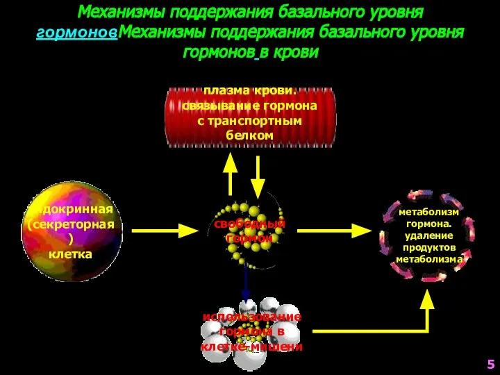 плазма крови. связывание гормона с транспортным белком Механизмы поддержания базального уровня