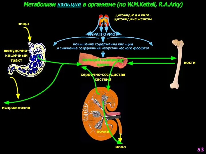 Метаболизм кальция в организме (по W.M.Ketteil, R.A.Arky) желудочно- кишечный тракт сердечно-сосудистая