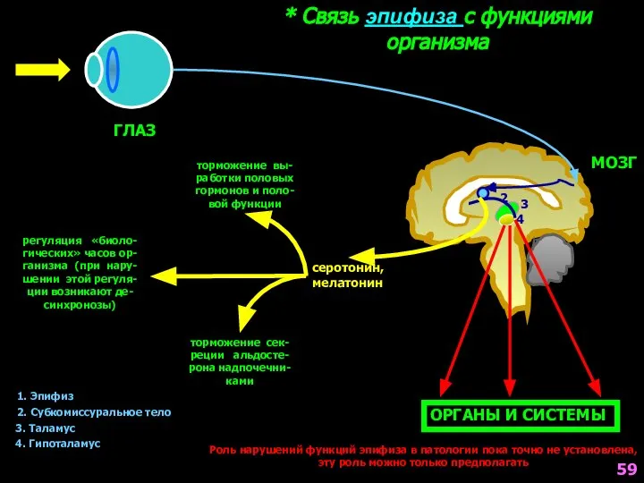 * Связь эпифиза с функциями организма 1 2 3 4 ОРГАНЫ