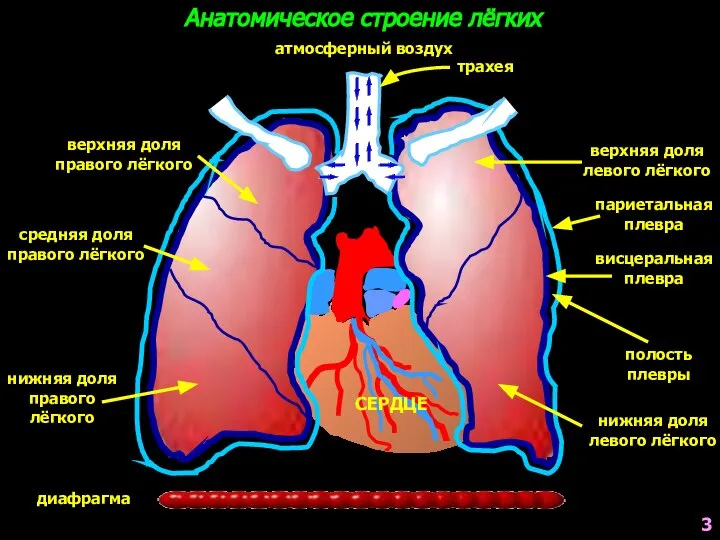 атмосферный воздух диафрагма трахея верхняя доля правого лёгкого средняя доля правого