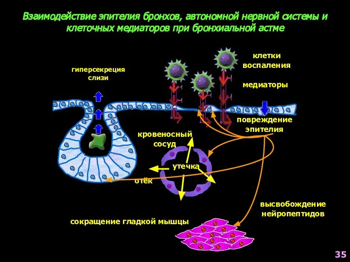 Взаимодействие эпителия бронхов, автономной нервной системы и клеточных медиаторов при бронхиальной