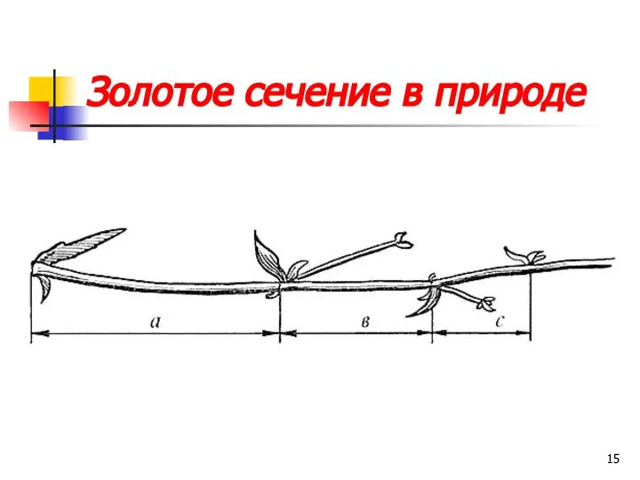 Золотое сечение в природе