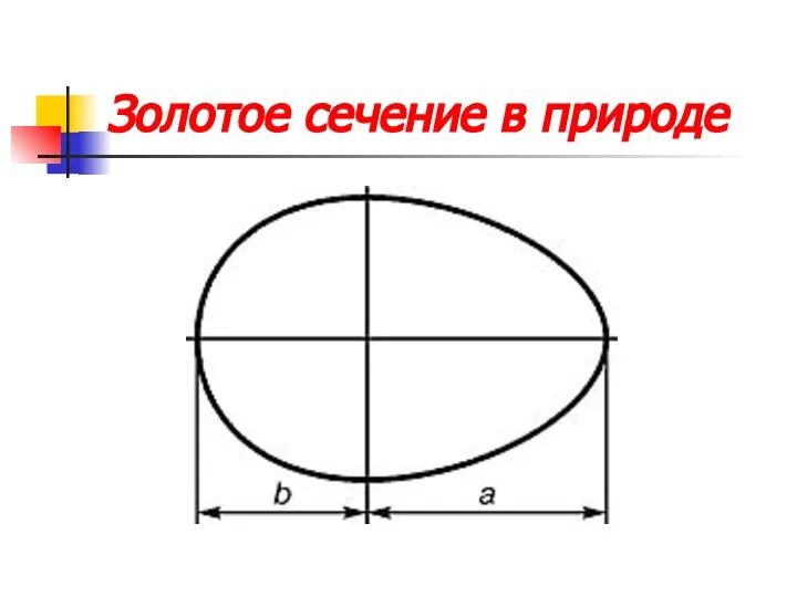 Золотое сечение в природе