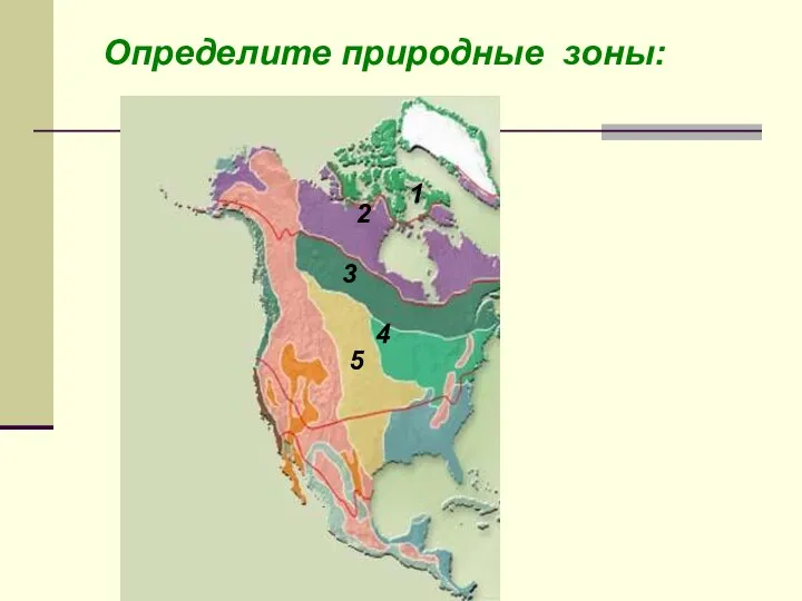 Определите природные зоны: Степи Тайга Тундра Арктические пустыни Смешанные и широколиственные