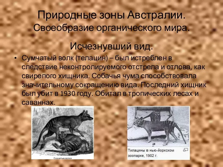 Природные зоны Австралии. Своеобразие органического мира. Исчезнувший вид. Сумчатый волк (телацин)