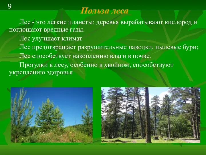 Польза леса Лес - это лёгкие планеты: деревья вырабатывают кислород и