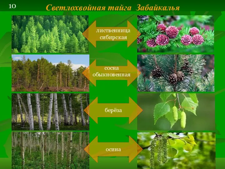 Светлохвойная тайга Забайкалья лиственница сибирская сосна обыкновенная берёза осина 10