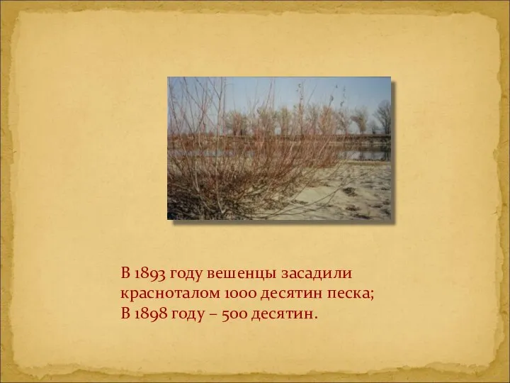 В 1893 году вешенцы засадили красноталом 1000 десятин песка; В 1898 году – 500 десятин.