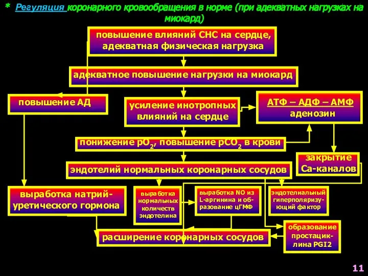 * Регуляция коронарного кровообращения в норме (при адекватных нагрузках на миокард)