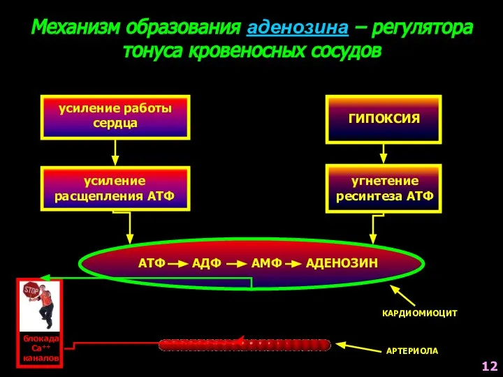 Механизм образования аденозина – регулятора тонуса кровеносных сосудов усиление работы сердца