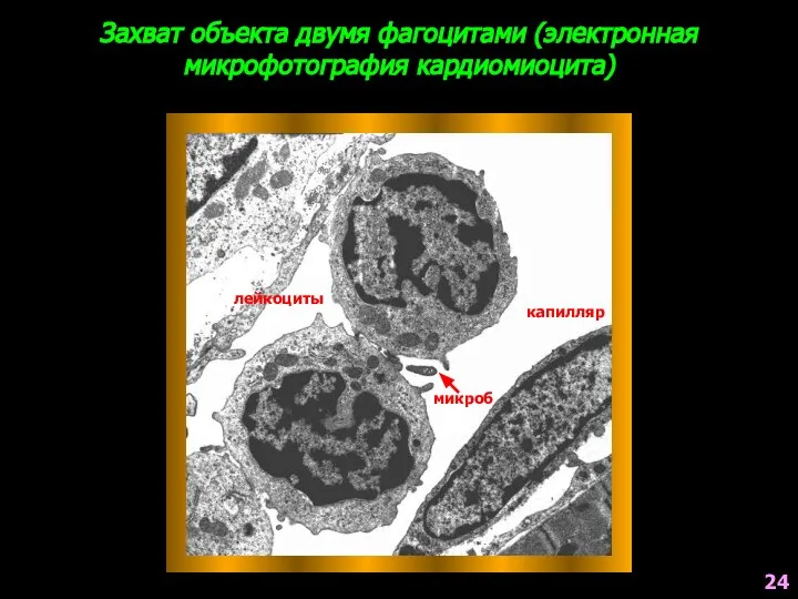 Захват объекта двумя фагоцитами (электронная микрофотография кардиомиоцита) лейкоциты микроб капилляр 24