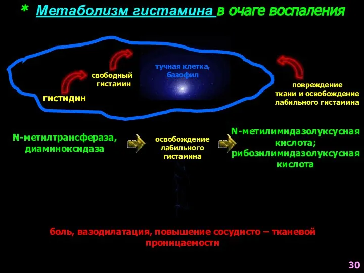 * Метаболизм гистамина в очаге воспаления тучная клетка, базофил гистидин свободный