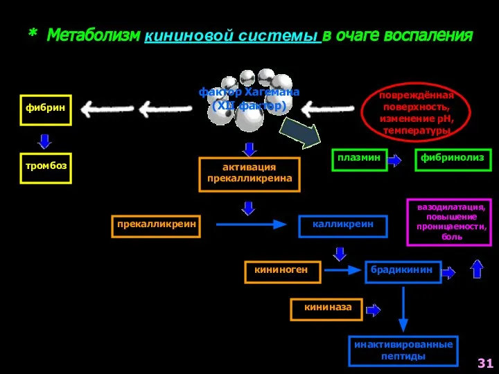 * Метаболизм кининовой системы в очаге воспаления фактор Хагемана (XII фактор)