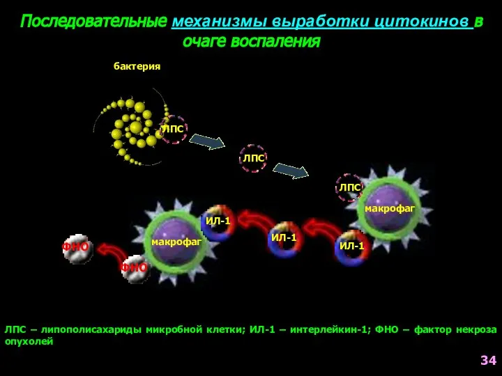 Последовательные механизмы выработки цитокинов в очаге воспаления бактерия ЛПС ЛПС –