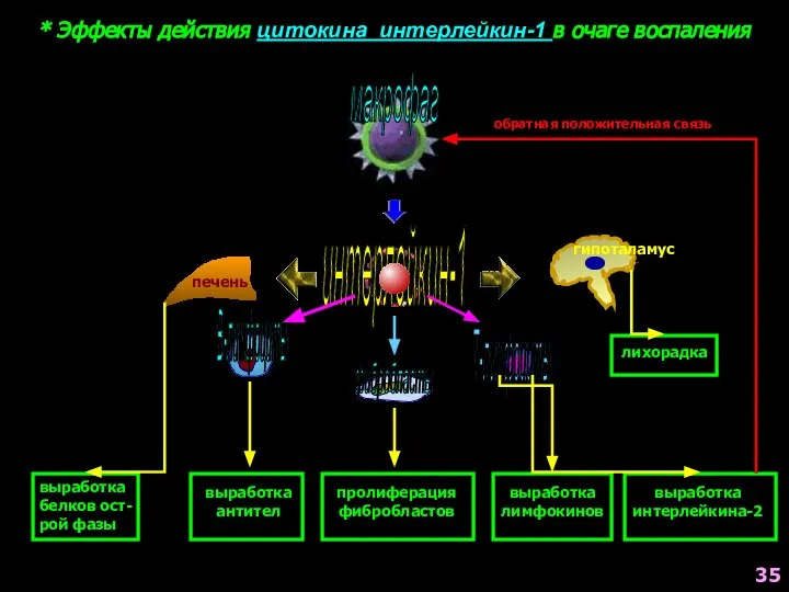 * Эффекты действия цитокина интерлейкин-1 в очаге воспаления макрофаг интерлейкин-1 печень